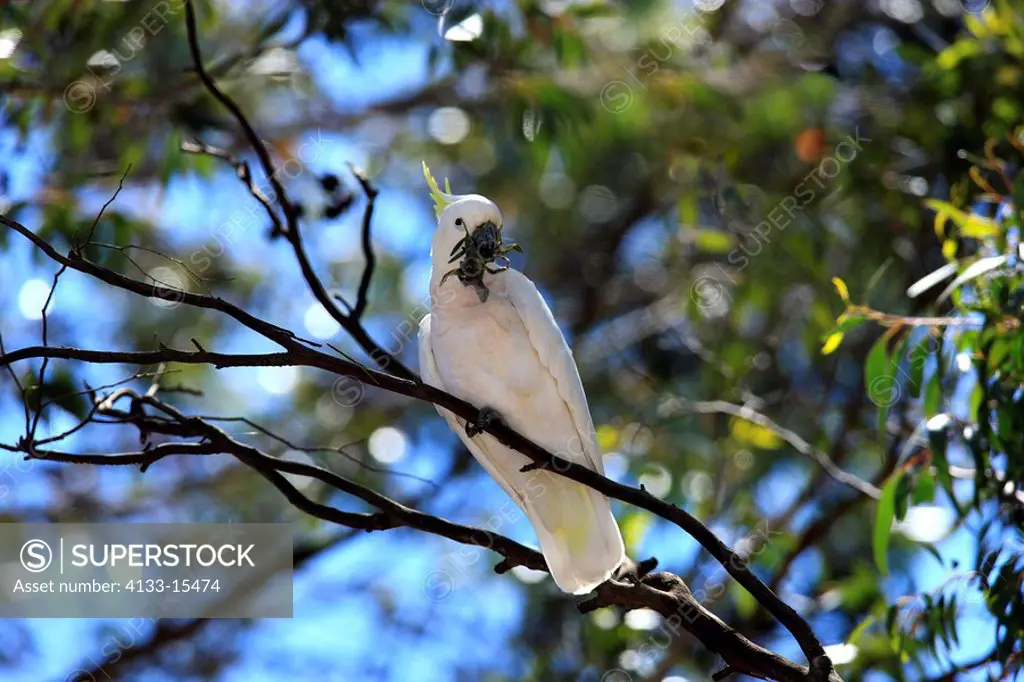 Sulfur crested Cockatoo,Cacatua galerita,Australia,adult feeding on tree