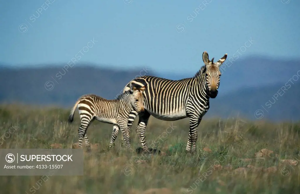 Cape Mountain Zebra,Equus zebra zebra,Mountain Zebra Nationalpark,South Africa,Africa,adult with young