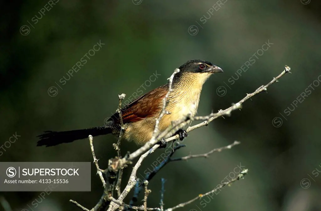 White Browed Coucal,Tiputip,Centropus superciliosus,Kwazulu Natal,South Africa,Africa,adult on tree