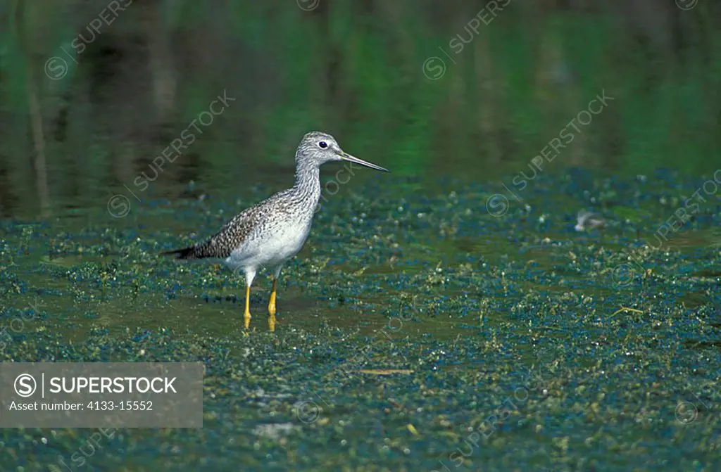 Greater Yellowleg Tringa melanoleuca Florida USA