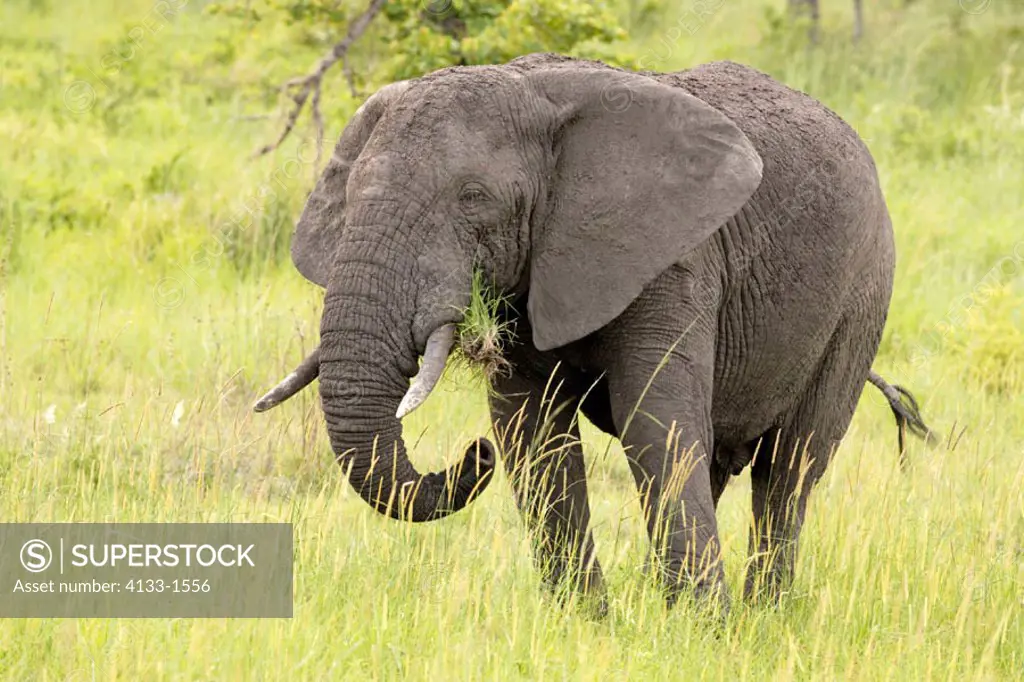 African Elephant, Loxodonta africana, Sabie Sand Game Reserve, South Africa , Africa, adult male feeding