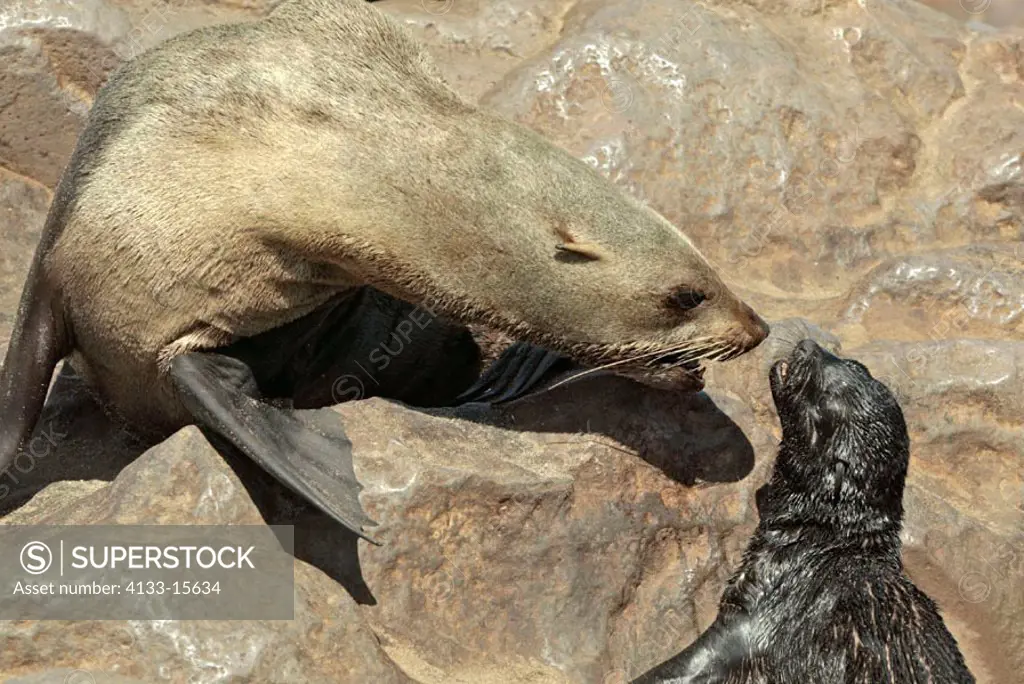Cape Fur Seal, Arctocephalus pusillus, Cape Cross, Namibia , Africa, mother with baby finding her baby per smell