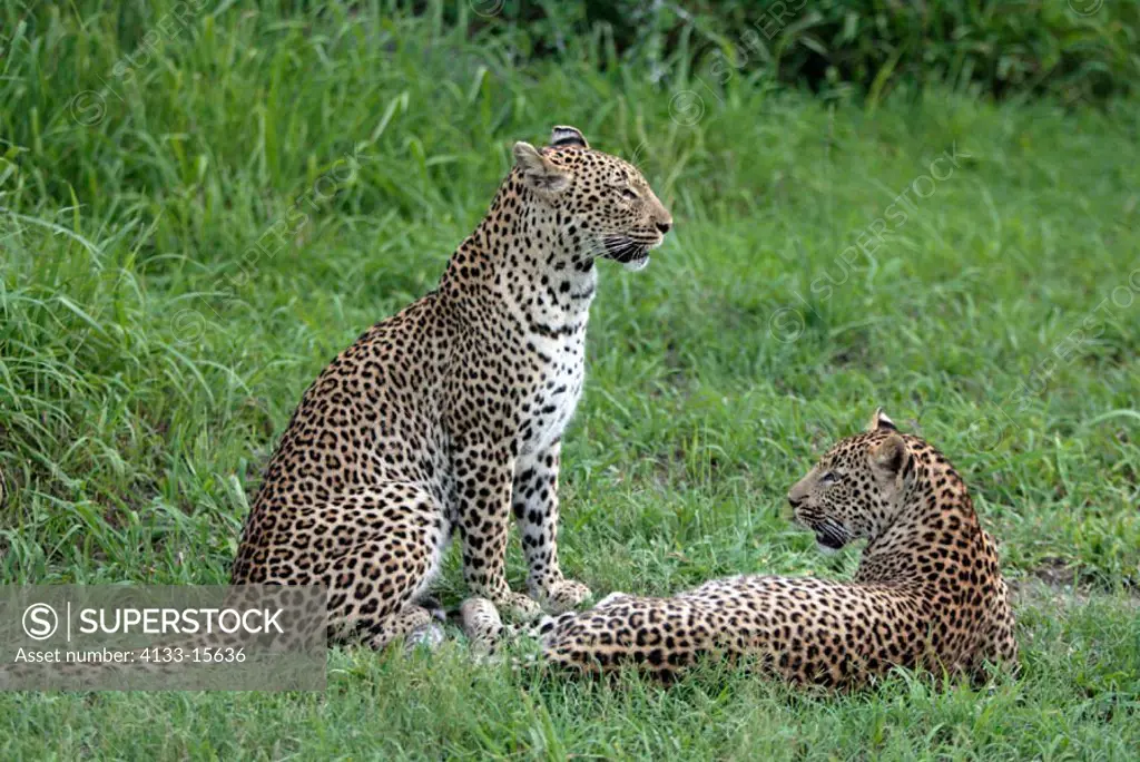 Leopard, Panthera pardus, Sabie Sand Game Reserve, South Africa , Africa, adult female with subadult