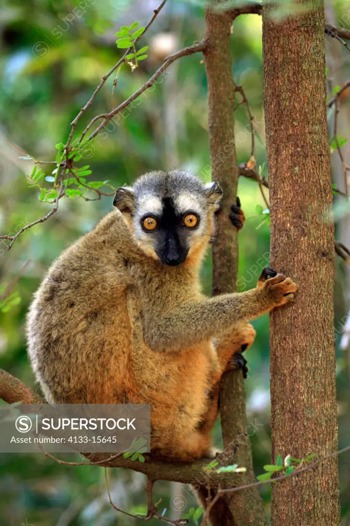 Red Fronted Lemur, Lemur fulvus rufus, Berenty Game Reserve, Madagascar, adult female on tree