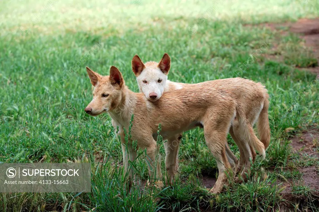 Dingo,Canis familiaris dingo,Australia,two subadult siblings