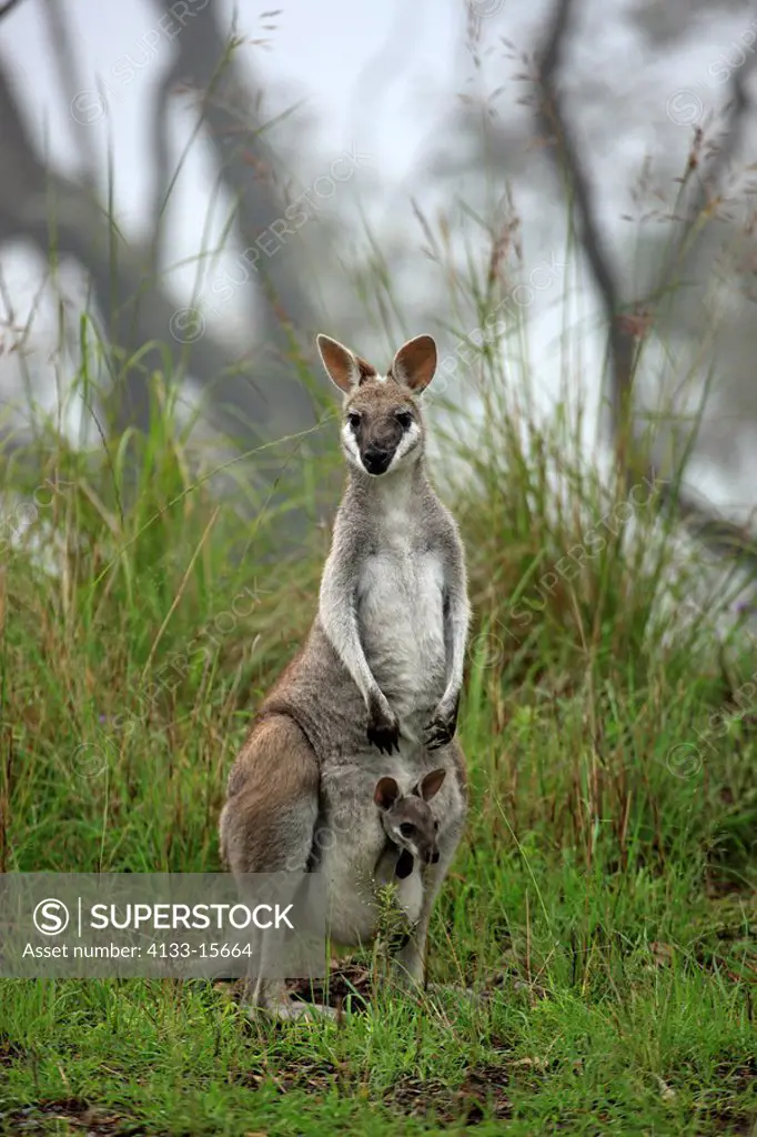 Whiptail Wallaby,Macropus parryi,Lamington National Park,Australia,adult with joey in pouch