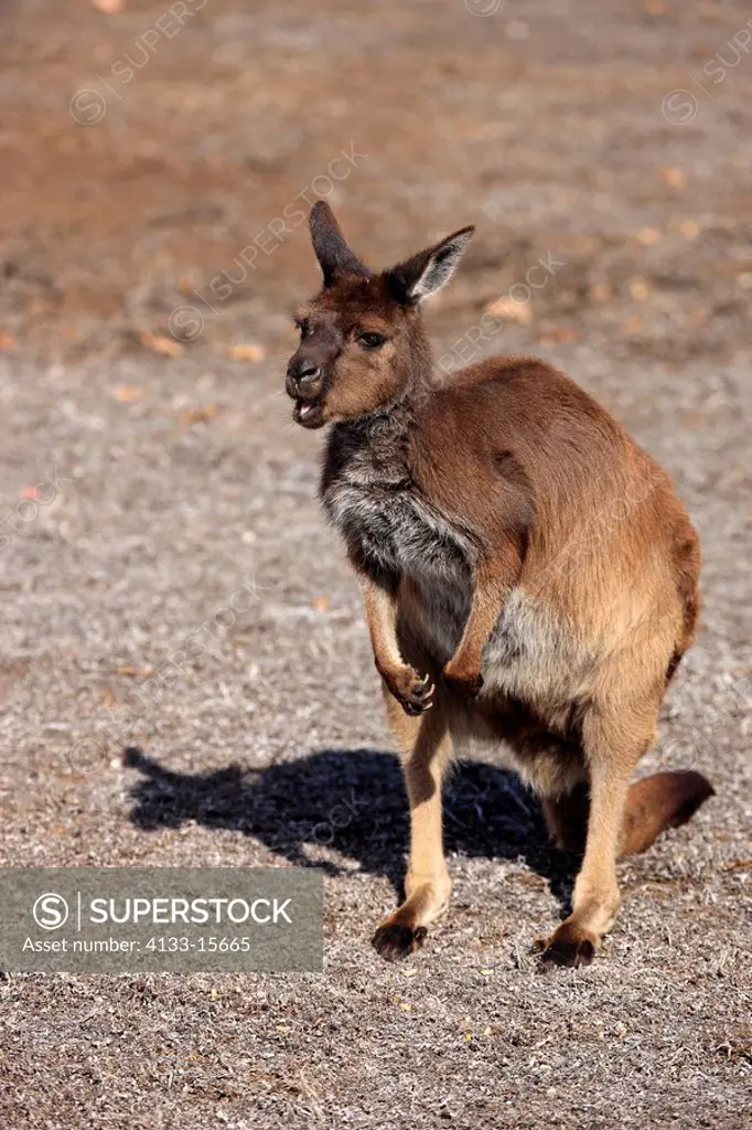 Kangaroo Island Kangaroo,Macropus fuliginosus fuliginosus,Australia,Kangaroo Island,adult