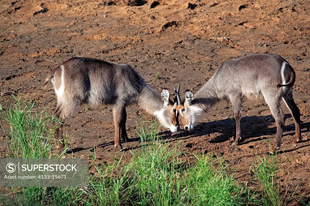 Common Waterbuck,Kobus ellipsiprymnus,Kruger Nationalpark,South Africa,Africa,two young males fighting
