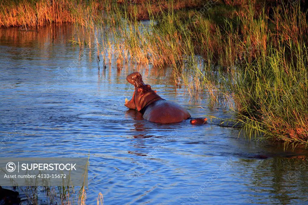 Hippopotamus,Hippopatamus amphibius,Kruger Nationolapark,South Africa,Africa,adult with young swimming in water