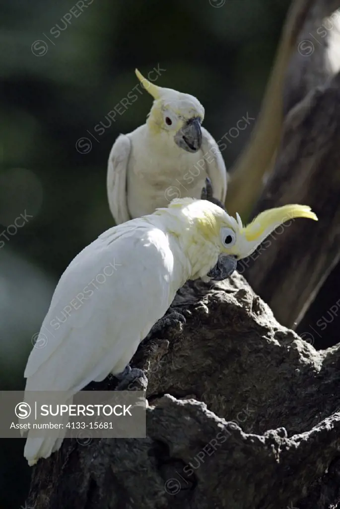 Yellow-crested Cockatoo Cacatua sulphurea Indonesia