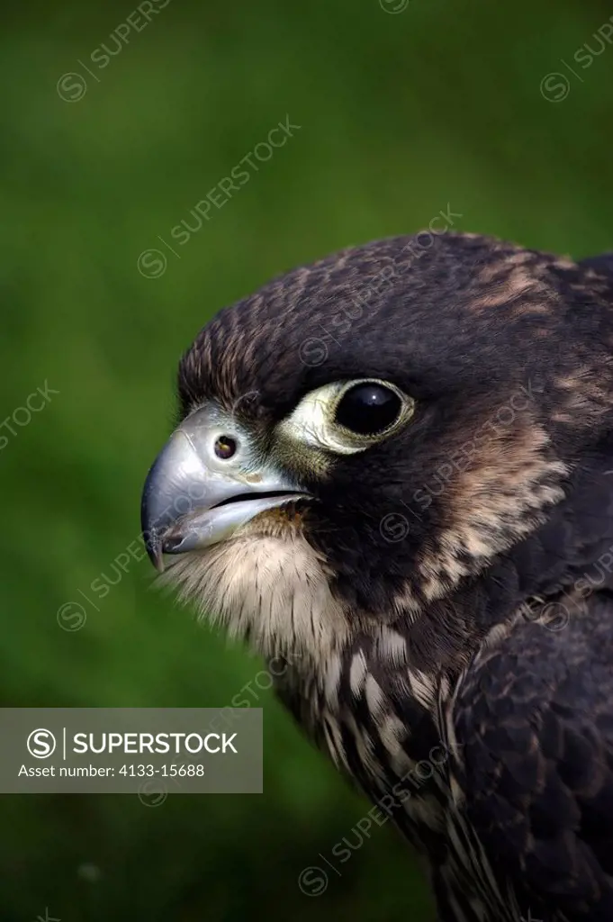 Peregrine,Falco peregrinus,Germany,adult calling portrait