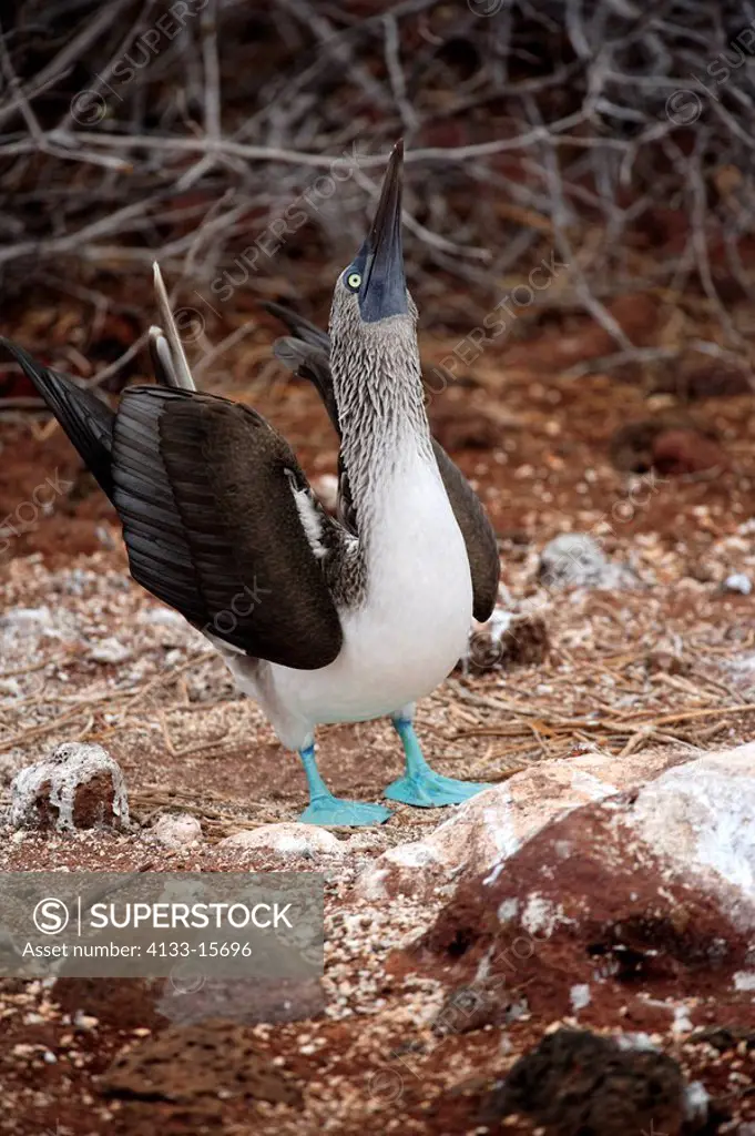 Blue Footed Booby,Sula nebouxii,Galapagos Islands,Ecuador,adult courting