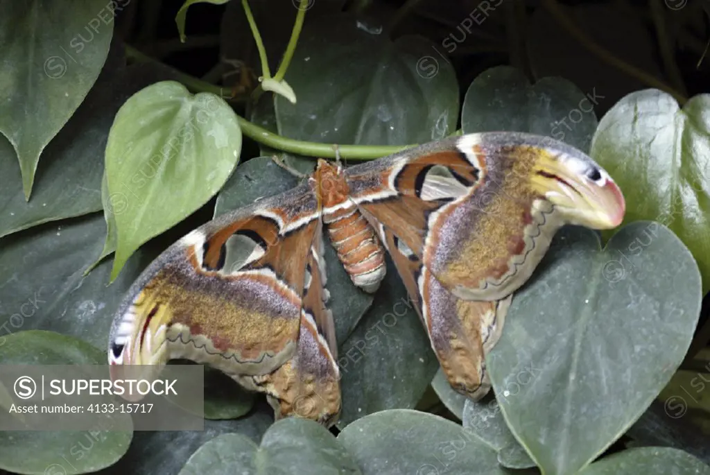 Atlas moth , Attacus atlas , Asia , Southeast Asia , Imago