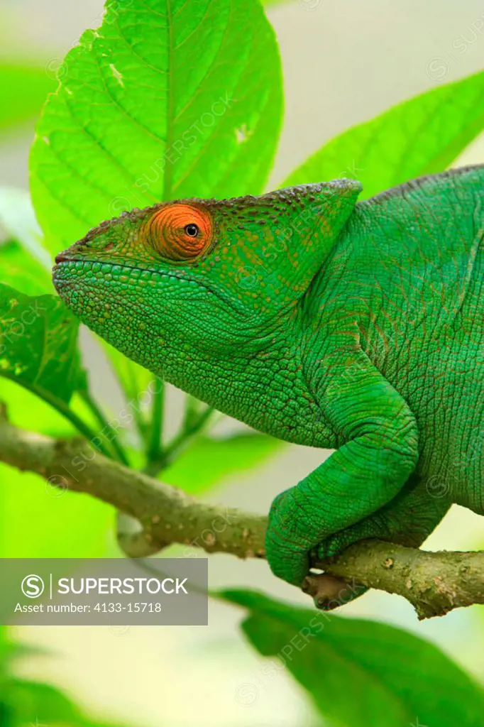 Parson´s chameleon, Calumma parsonii, Madagascar, adult on tree