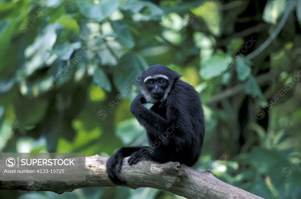 Dark handed Gibbon , Hylobates agilis , Asia , adult