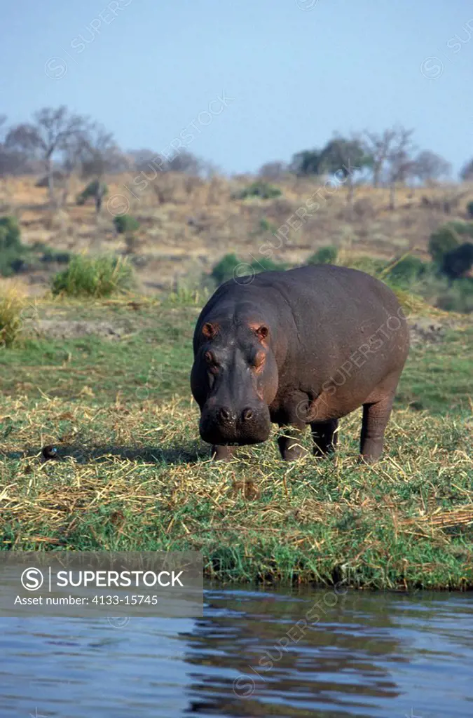 Hippopotamus,Hippopatamus amphibius,Chobe Nationalpark,Botswana,Africa,adult feeding on shore