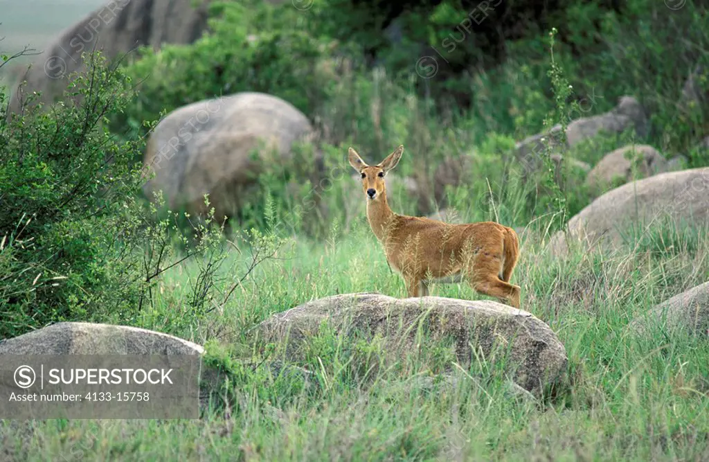 Reedbuck,Redunca redunca,Serengeti Nationalpark,Tanzania,Africa,adult female