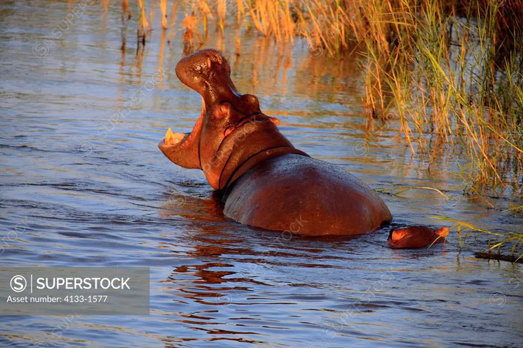 Hippopotamus,Hippopatamus amphibius,Kruger Nationolapark,South Africa,Africa,adult with young swimming in water