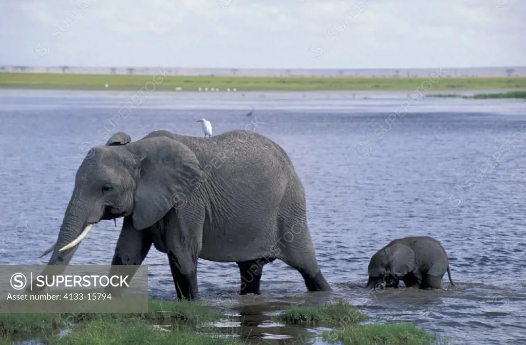 African Elephant , Loxodonta africana,  Amboseli National Park, Kenya , Africa , Adult female with young with baby