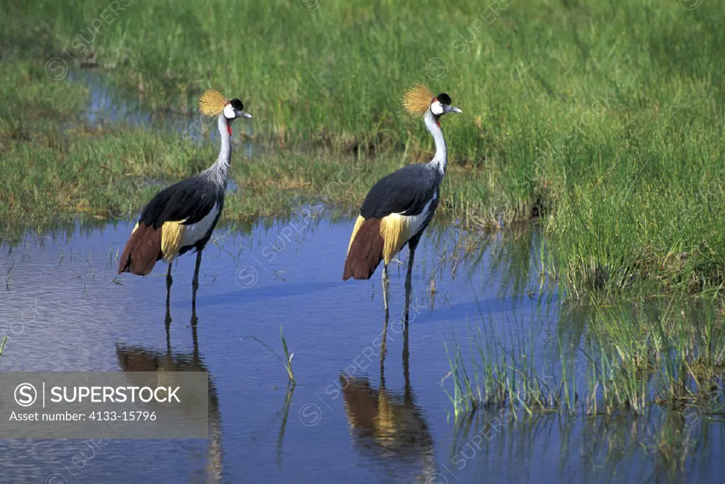 Crowned Crane , Balearica regulorum , Amboseli National Park ,  Kenya , Africa, Africa , couple , pair  in water