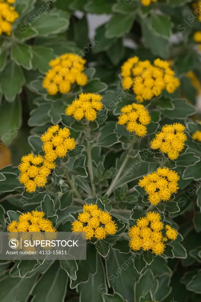 Silver and Gold Chrysanthemum, Chrysantheme ajania pacifica, Germany, bloom
