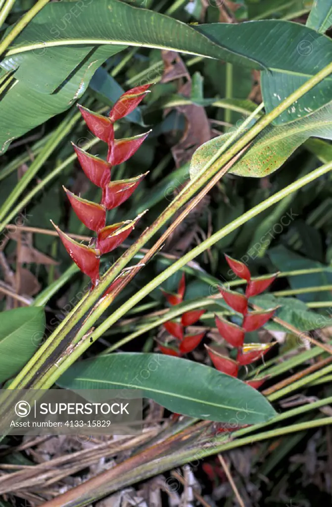 Heliconia , Heliconia bihai , Trinidad , caribbean , bloom