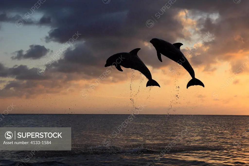 Bottle_nosed Dolphin,Bottle Nosed Dolphin,Bottle Nose Dolphin,Tursiops truncatus,Roatan,Honduras,Caribbean,Central America,Lateinamerica,two adults ju...