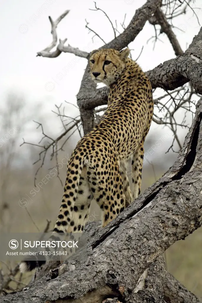 Cheetah Acinonyx jubatus Sabi Sand Game Reserve Kruger National Park South Africa Africa