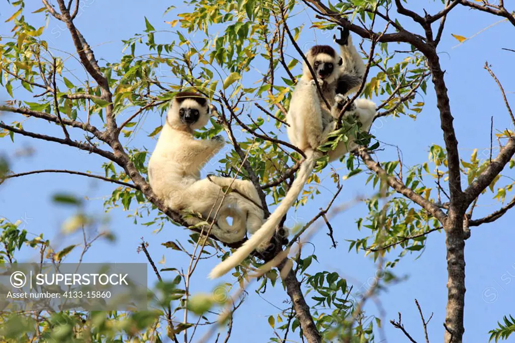 Verreaux`s Sifaka, Propithecus verreauxi coronatus, Berenty Game Reserve, Madagascar, adults on tree