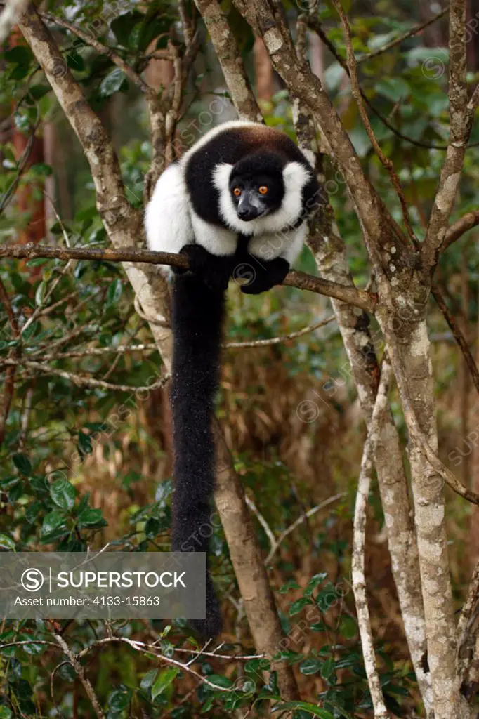 Black and White Ruffed Lemur, Lemur variegatus variegatus, lemurs, animal, animals, mammal, mammals, primate, primates, Nature, outdoor, outdoors, wil...