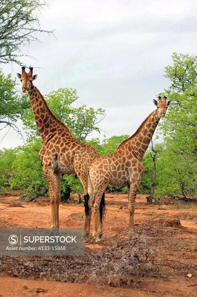 Cape Giraffe,Giraffa camelopardalis giraffa,Kruger National Park,South Africa,two adult males