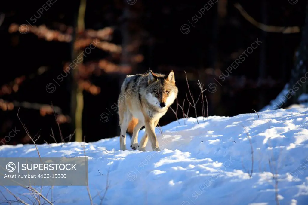 Gray Wolf,Timber Wolf,Canis lupus,Bavarian Forest Nationalpark,Germany,Europe,adult in snow in winter