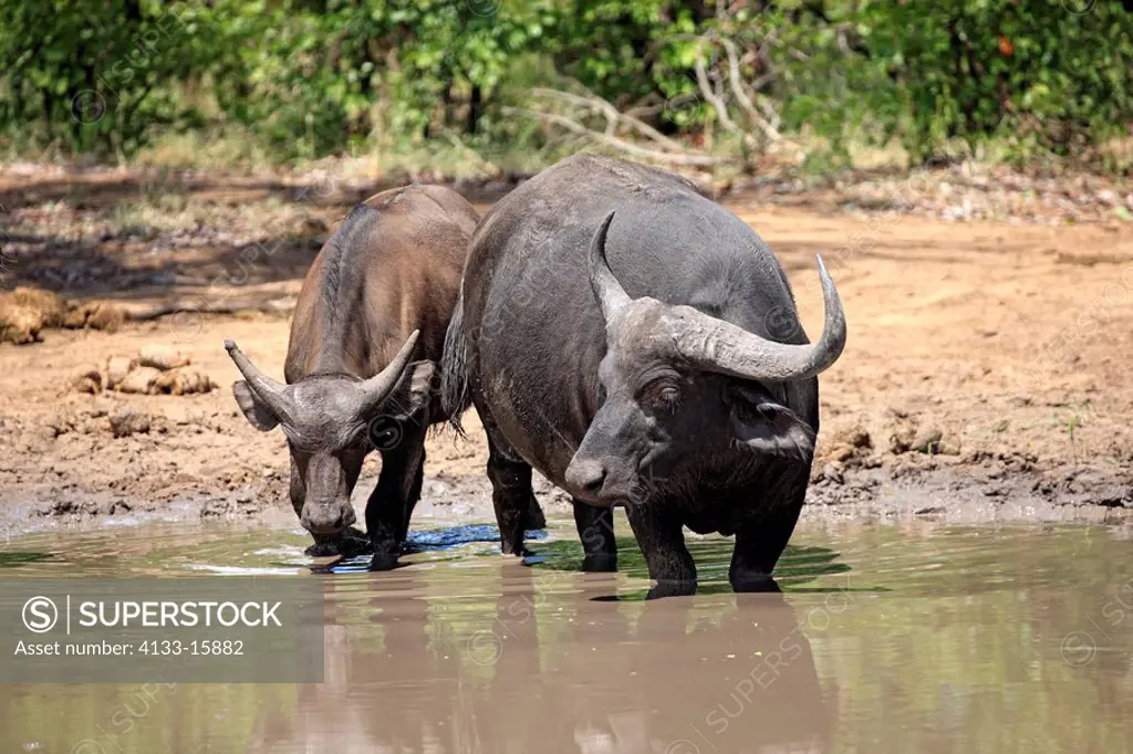 African Buffalo,Syncerus caffer,Kruger Nationalpark,South Africa,Africa,two adults at waterhole