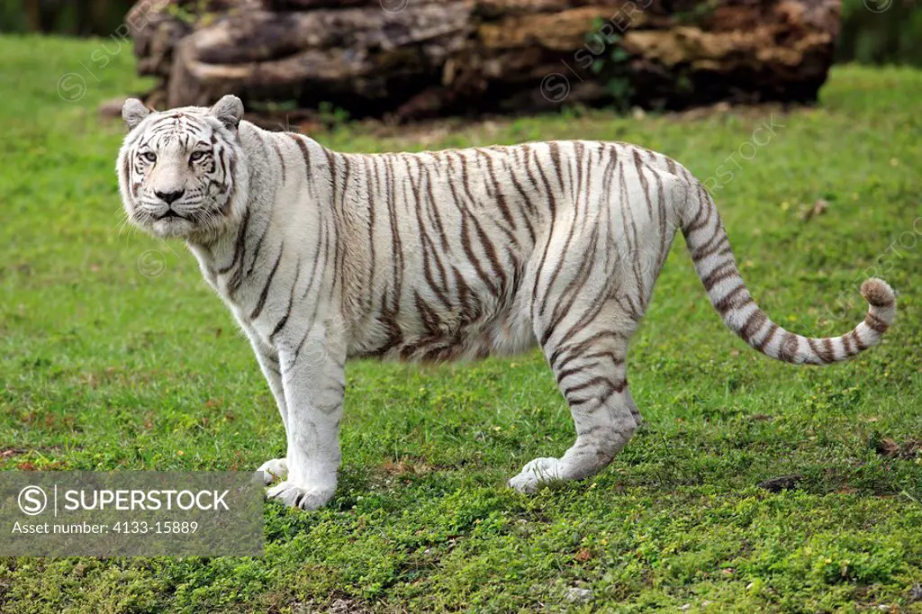 Indian Tiger,Panthera tigris tigris,India,Asia,adult
