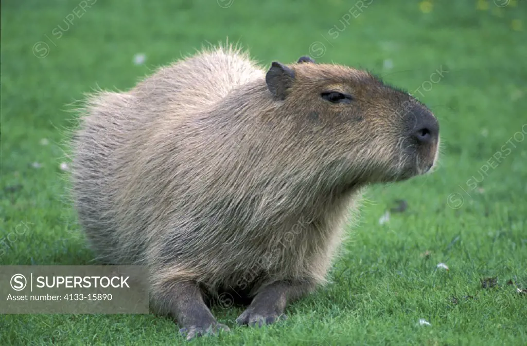 Capybara , Hydrochoerus hydrochaeris , South America , America , adult