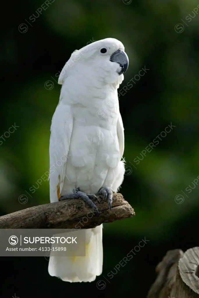 White Cockatoo Cacatuo alba Indonesia