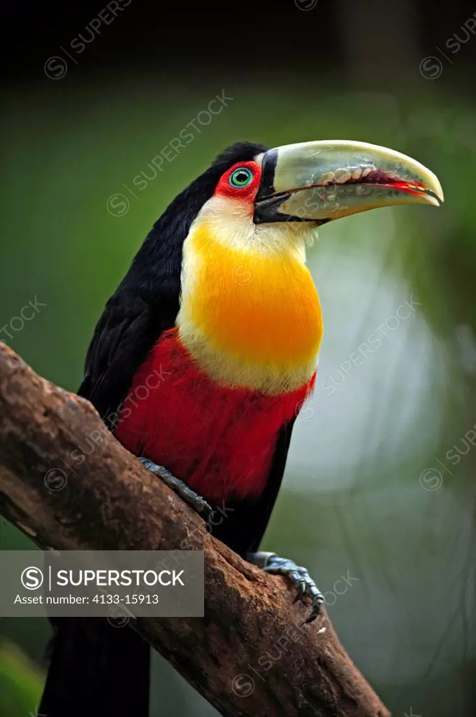 Red-Breasted Toucan,Ramphastos dicolorus,Pantanal,Brazil,adult,on tree,perch
