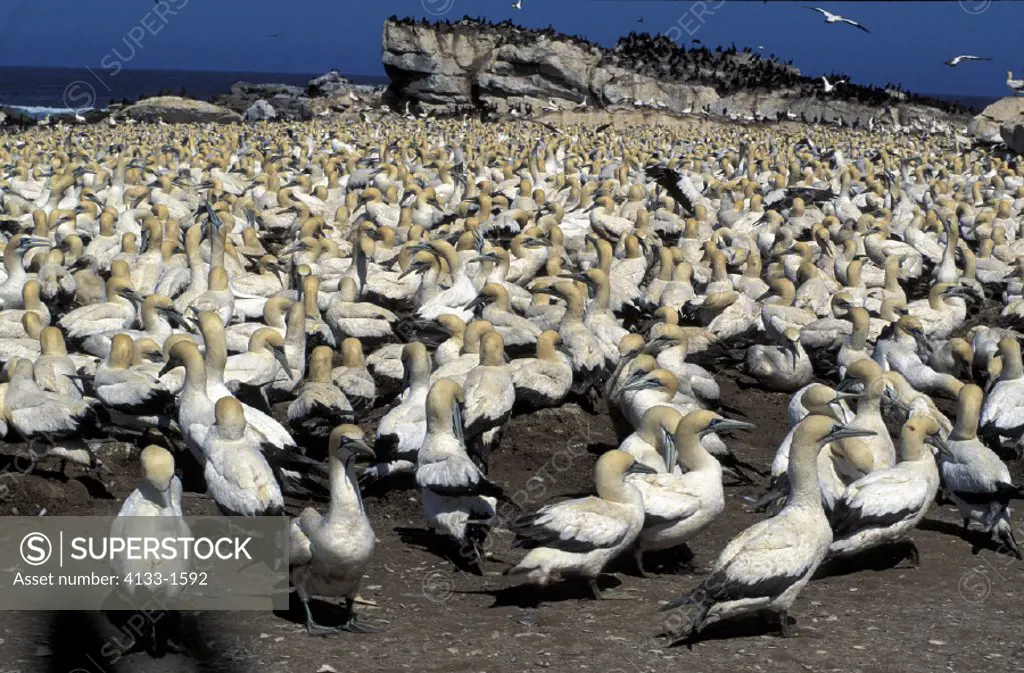 Cape Gannet , Morus capensis , Lambert`s Bay , South Africa , Africa , colony