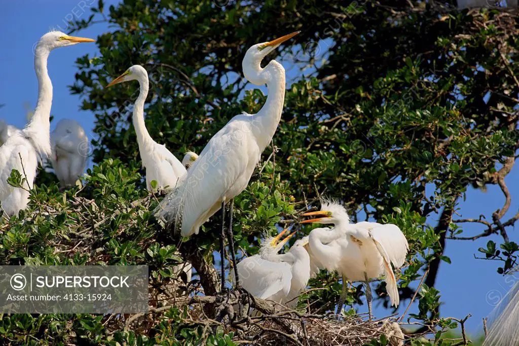 Great White Egret,Egretta alba,Florida,USA,youngs with mother on tree in nest begging for food in colony