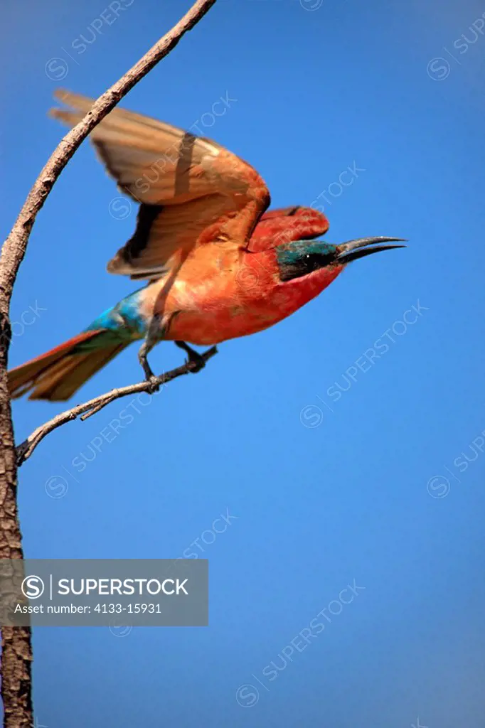 Southern Carmine Bee Eater,Merops nubicoides,Kruger Nationalpark,South Africa,Africa,adult on branch starts flying