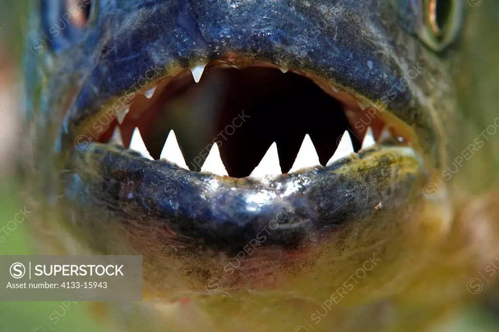 Piranha,Pygocentrus natteri,Pantanal,Brazil,adult,portrait