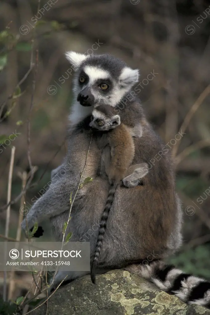 Ring Tailed Lemur , lemurs , Lemur , lemur catta , Primate , Primates , Madagascar , Africa , Adult with baby