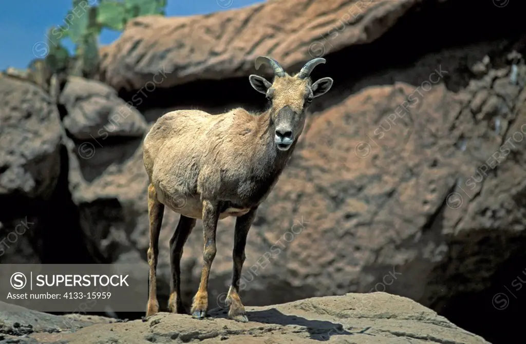 Bighorn Sheep,Ovis canadensis,Sonora Desert,Arizona,USA,adult female on rock