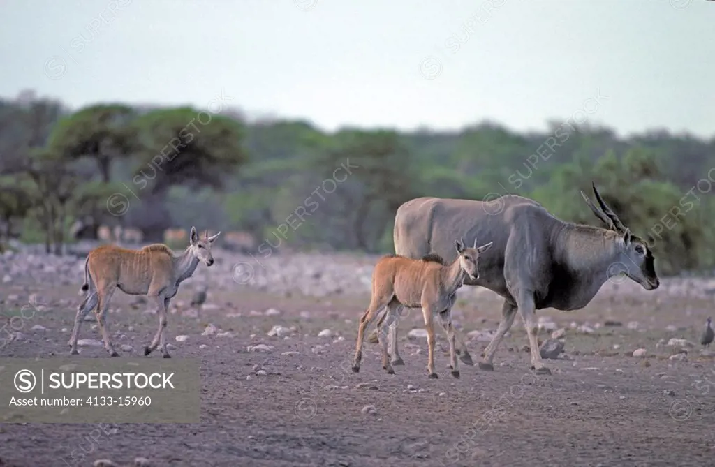 Eland,Taurotragus oryx,Samburu Game Reserve,Kenya,Africa,adult females with youngs