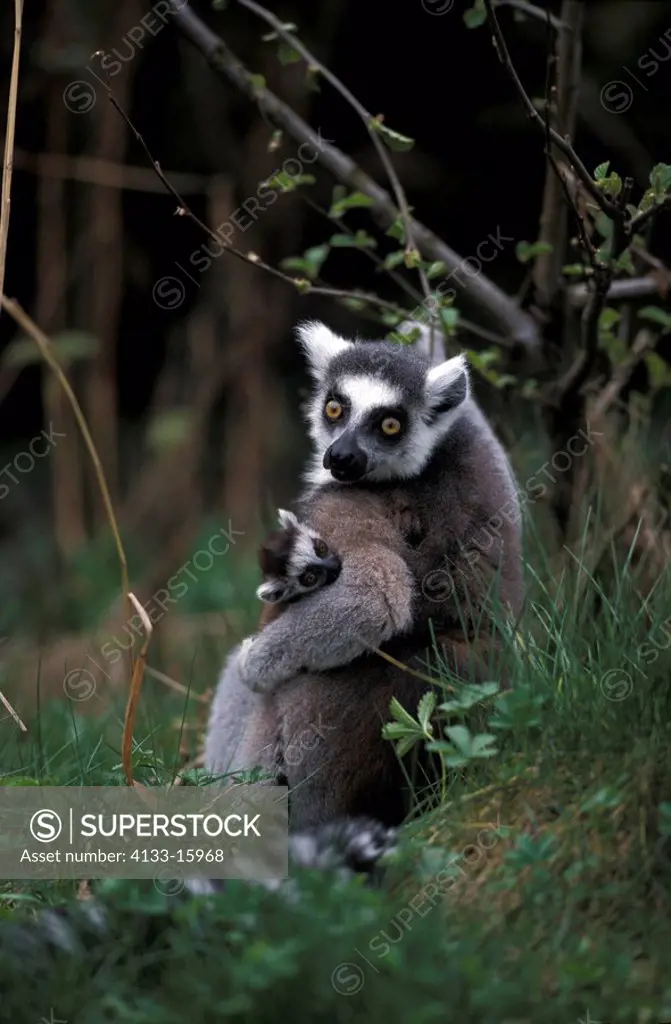 Ring-Tailed Lemur,Lemur catta,Madagascar,Africa,mother with ten days old baby