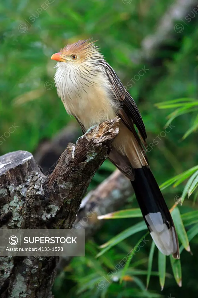 Guira Cuckoo, Guira guira, South America, adult on tree
