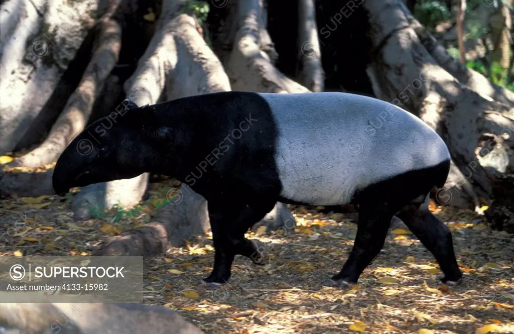 Malayan Tapir,Tapirus indicus,Asia,adult