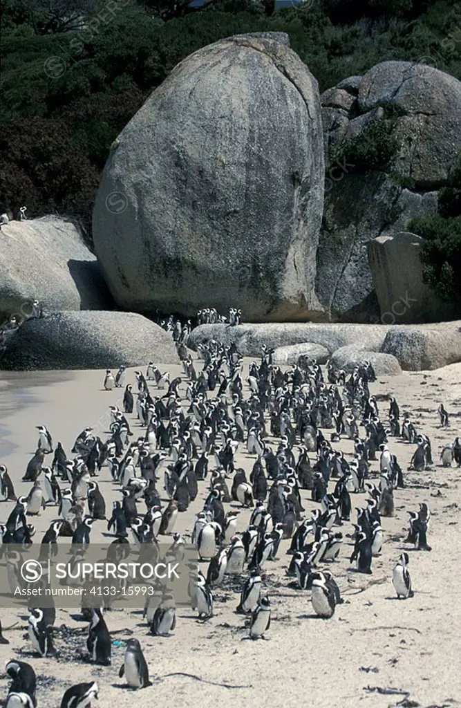 Jackass Penguin Spheniscus demersus Boulders Cape Peninsula South Africa