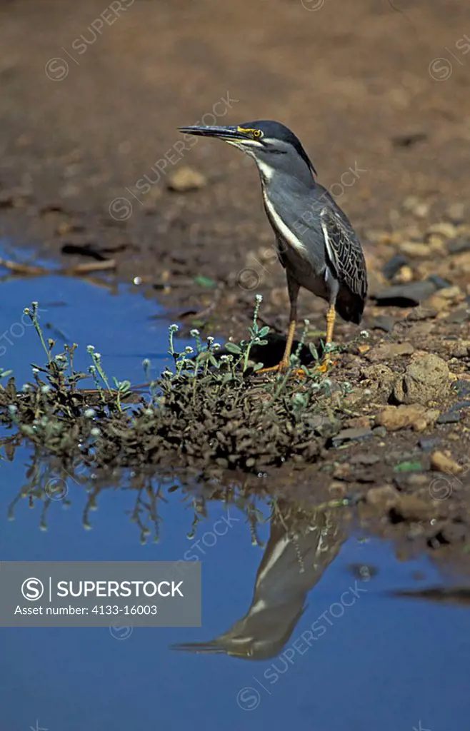 Greenbacked Heron Butorides striatus Kr³ger Nationalpark South Africa Africa