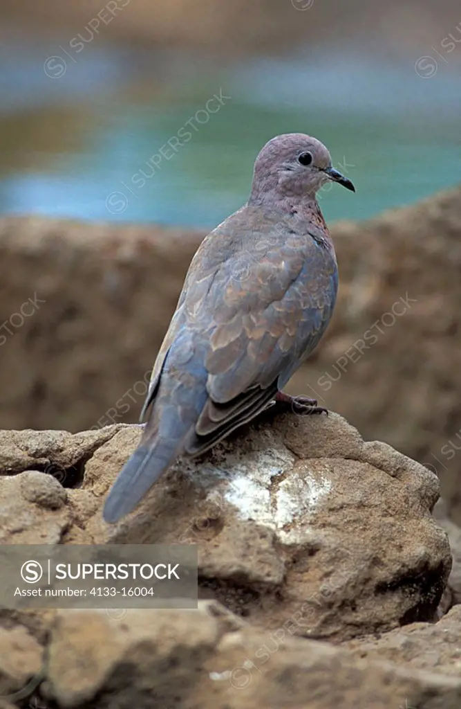 Laughing Dove Streptopelia senegalensis Kruger Nationalpark South Africa Africa